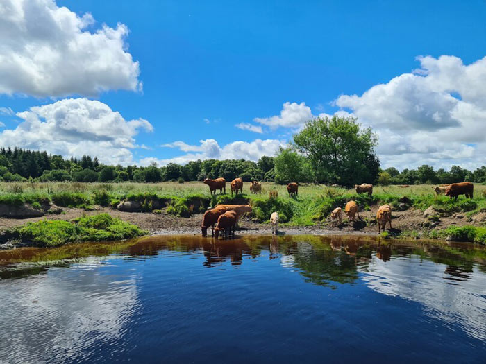 Cows-Ireland-landscape